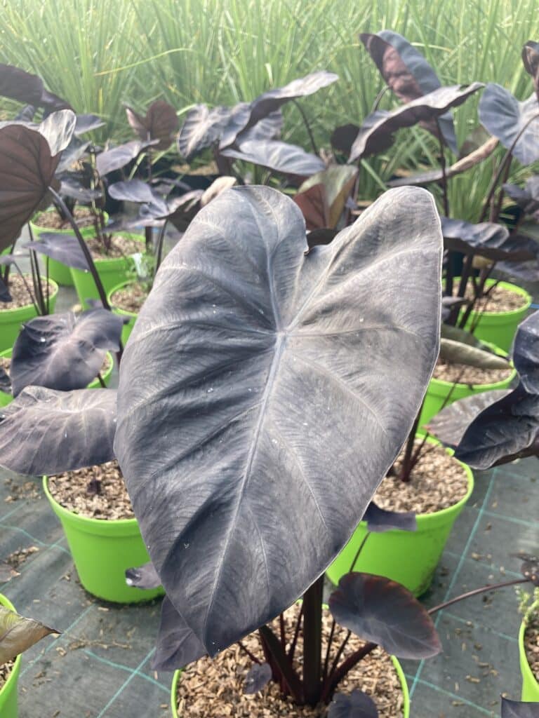 Achetez Colocasia Esculenta Black Magic Plantes Exotiques De La