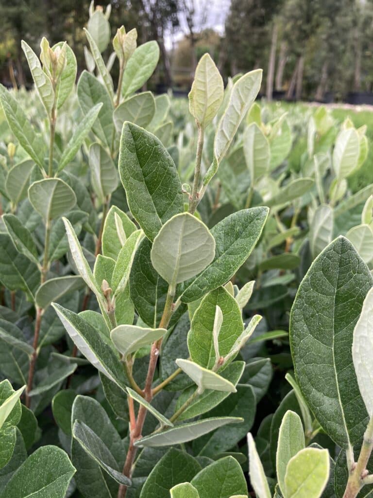 arbre feijoa sellowiana