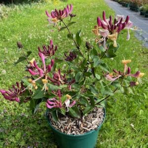 Chèvrefeuille en pot, fleurs roses et violettes, extérieur.