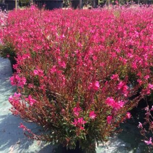 Champ de fleurs roses en floraison.