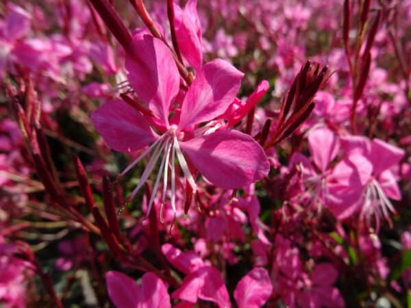 Fleurs roses en gros plan au soleil.