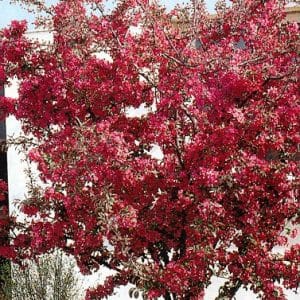 Arbre en fleurs roses devant mur blanc.