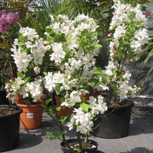 Pommiers en fleurs en pot.