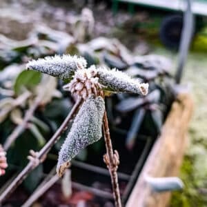 biodiversité,pépinières,végétaux,gel,hiver,froid