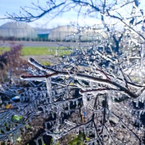 biodiversité,pépinières,végétaux,gel,hiver,froid